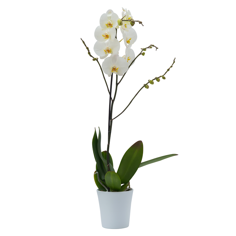 tekli beyaz orkide